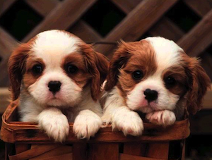 Cute puppies waiting for adoption.